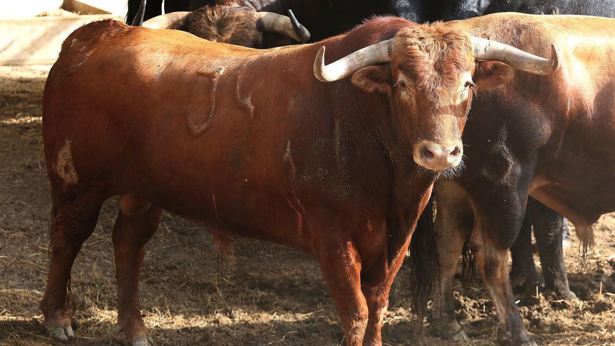 Astados de la ganadería La Palmosilla.