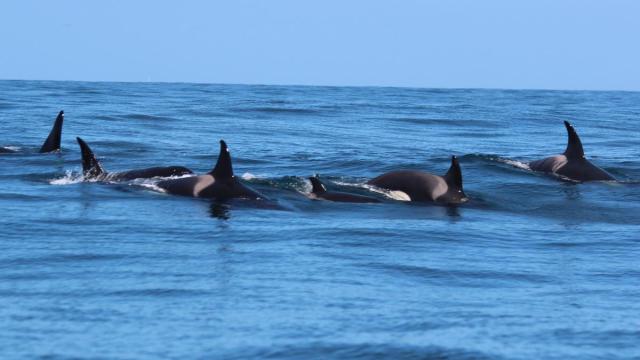 Una manada de orcas avistada este domingo por la Coordinadora para o Estudo dos Mamíferos Marinos (Cemma) en la Ría de Vigo.