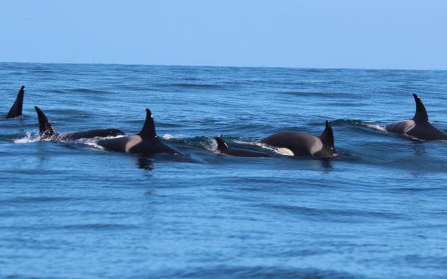 Una manada de orcas avistada este domingo por la Coordinadora para o Estudo dos Mamíferos Marinos (Cemma) en la Ría de Vigo.