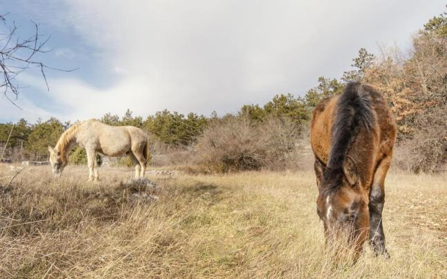 Imagen de archivo de caballos.