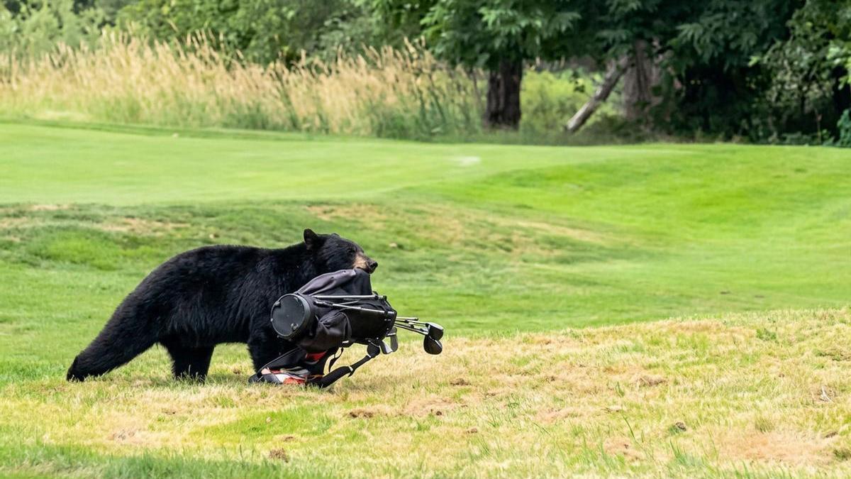 Momento en el que un oso negro irrumpe en un campo de golf y se lleva una bolsa con palos