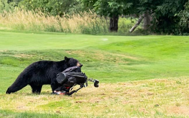 Momento en el que un oso negro irrumpe en un campo de golf y se lleva una bolsa con palos