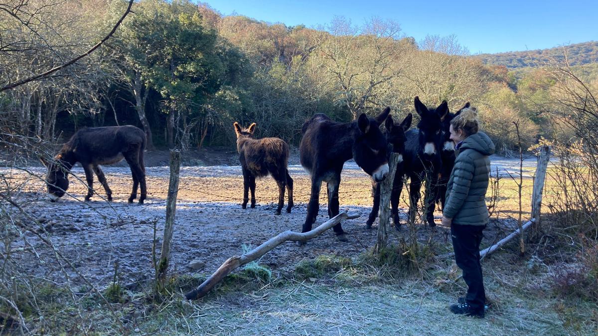 Granja de burros al bajar de Armikelo