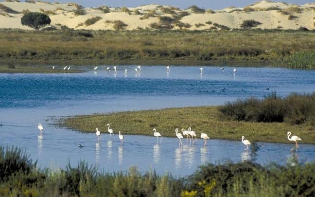 Parque nacional de Doñana. Parque nacional de Doñana.