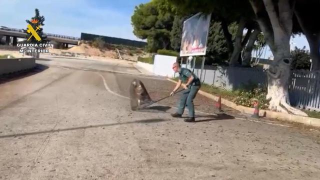 Momento en el que el animal ha sido rescatado de un árbol cercano al aeropuerto.
