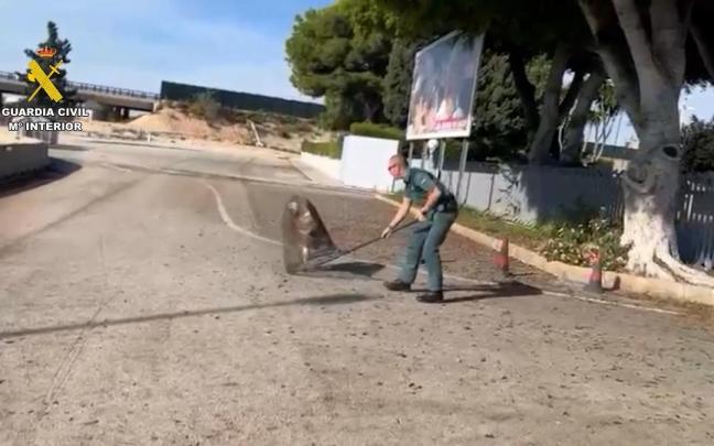 Momento en el que el animal ha sido rescatado de un árbol cercano al aeropuerto.