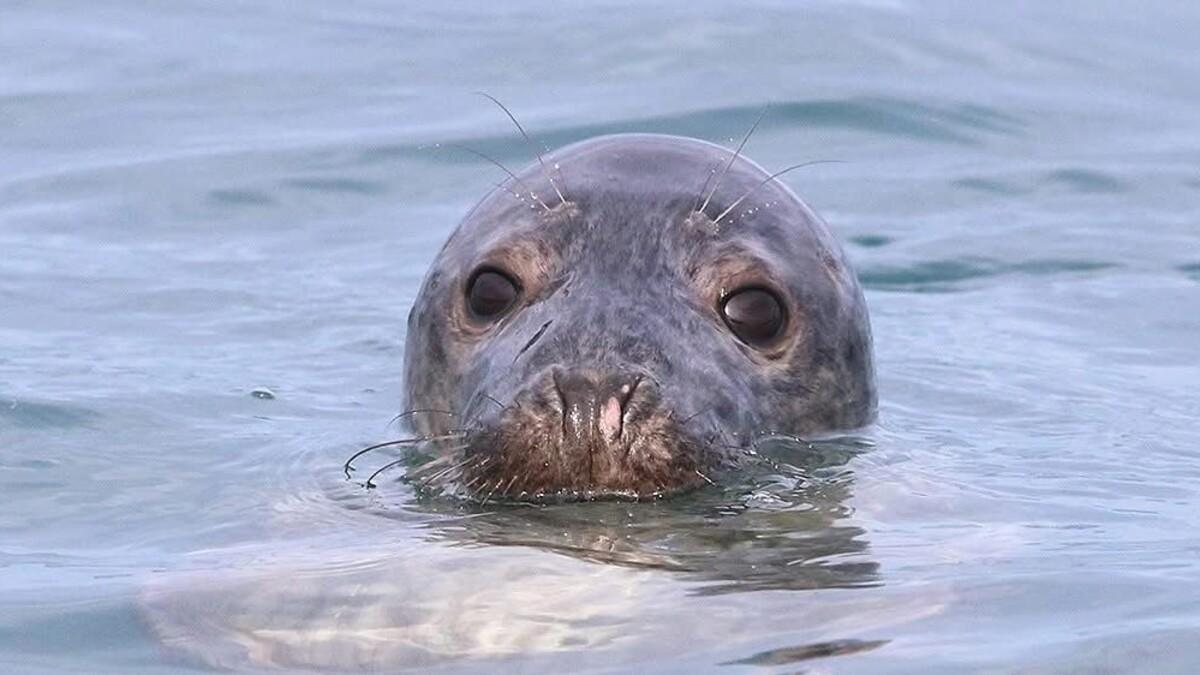 Las focas ya han hecho acto de presencia este invierno en Euskadi. / FOTOS: GORKA OCIO y VERBALLENAS.COM