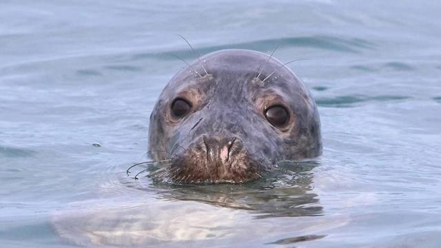 Las focas ya han hecho acto de presencia este invierno en Euskadi. / FOTOS: GORKA OCIO y VERBALLENAS.COM
