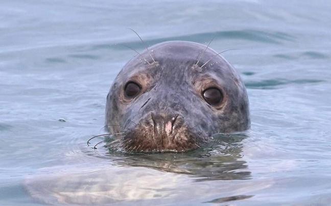 Las focas ya han hecho acto de presencia este invierno en Euskadi. / FOTOS: GORKA OCIO y VERBALLENAS.COM
