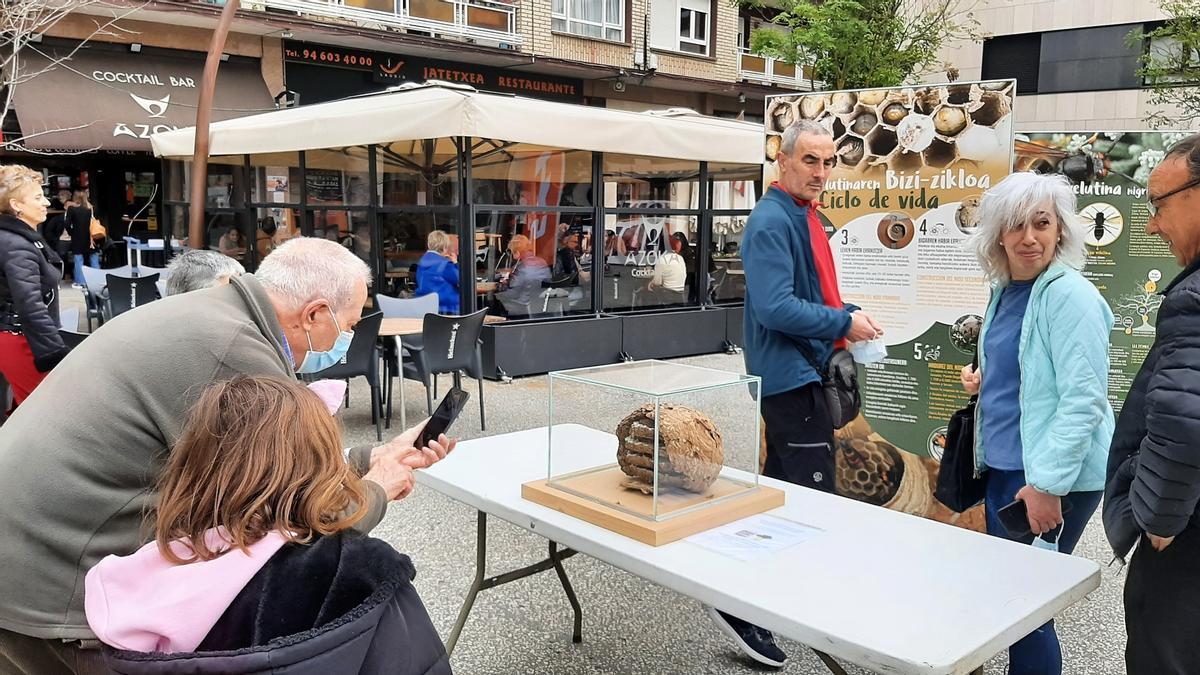 Muestra sobre la avispa asiática en la plaza Alberto Acero de Llodio