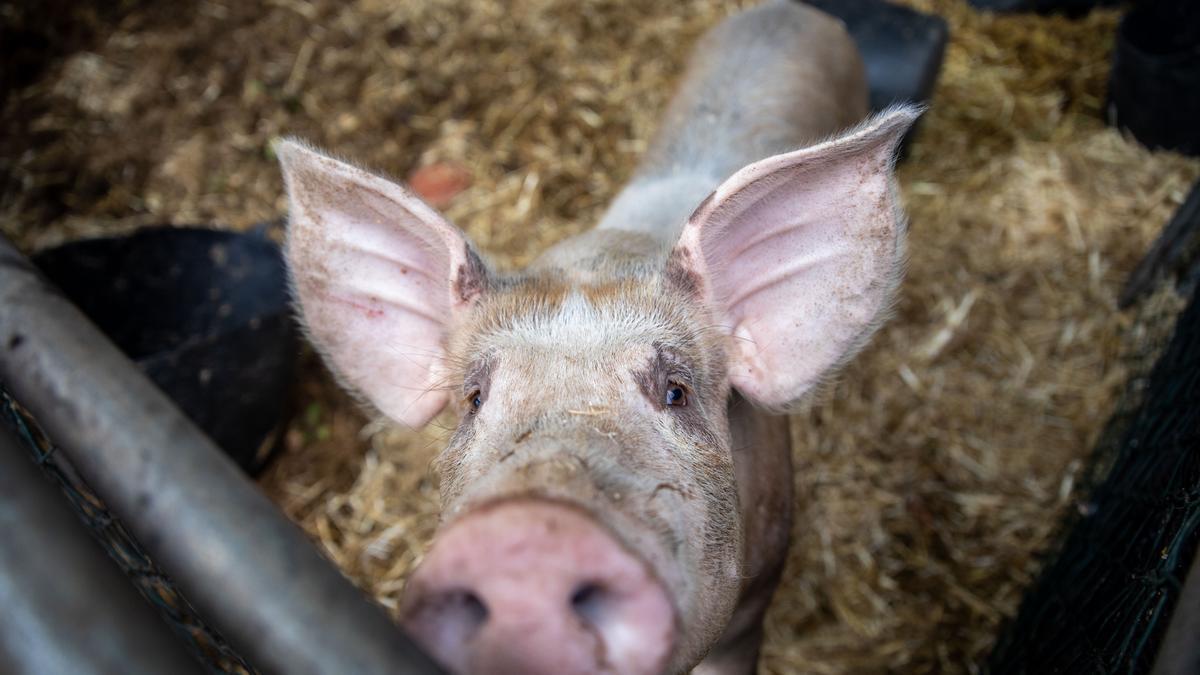 La peste porcina africana supone un reto sanitario y económico