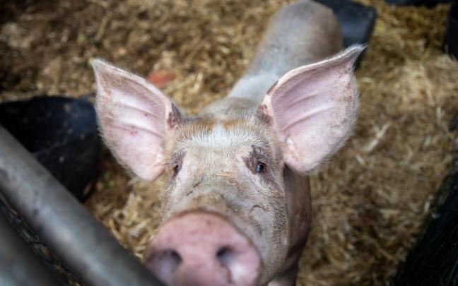 La peste porcina africana supone un reto sanitario y económico
