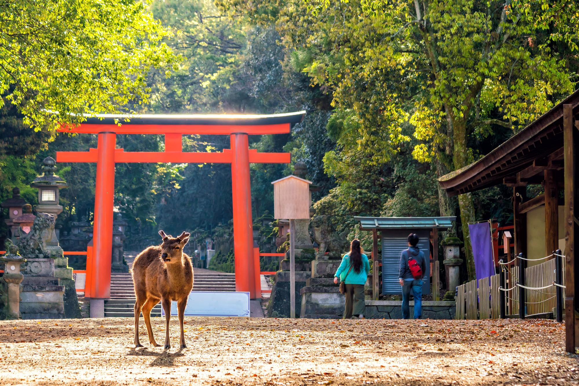 Nara, en Japón.
