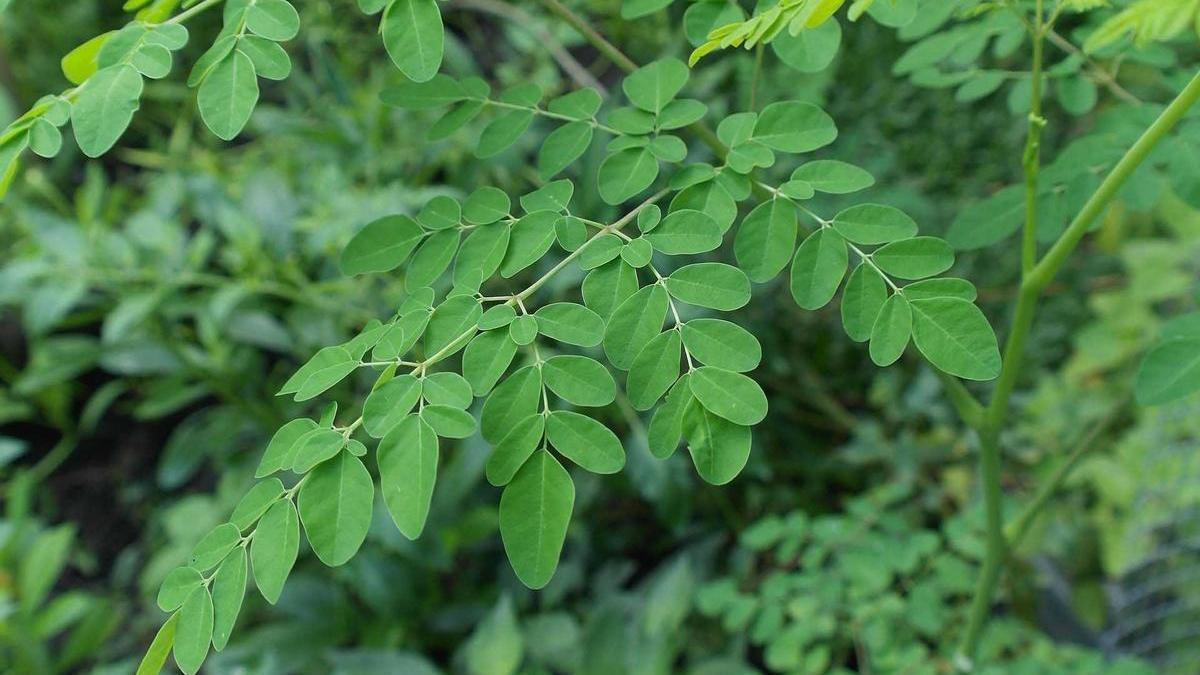 Moringa Oleifera planta