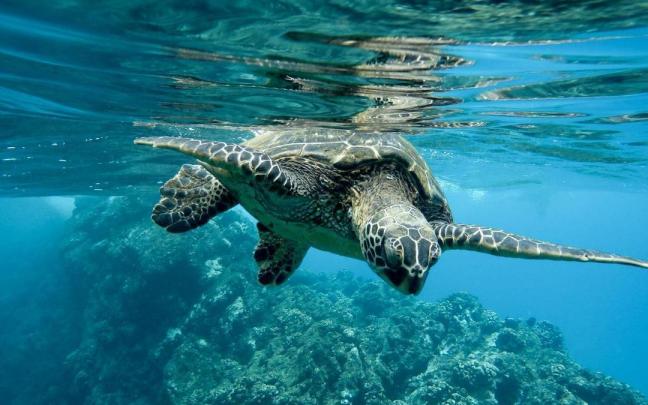 La ONU acuerda proteger el 30% de los océanos para 2030. La ONU acuerda proteger el 30% de los océanos para 2030.