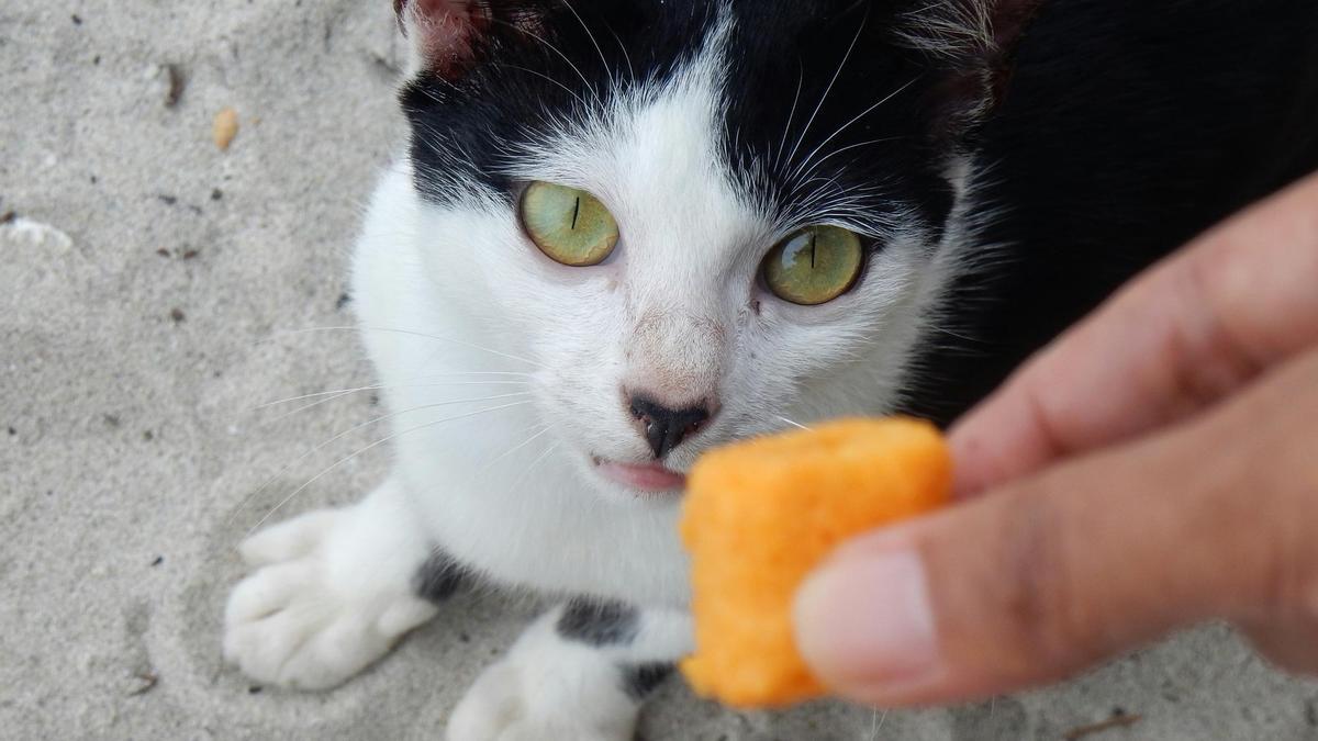 Una golosina es una buena opción para camuflar una pastilla.