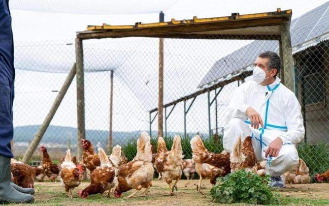 Un veterinario inspecciona una granja de aves. / GENERALITAT Un veterinario inspecciona una granja de aves.