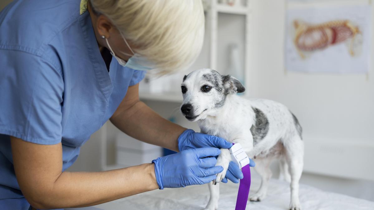 Estas son las razones por las que tu perro frota el culo con el suelo -  Onda Vasca