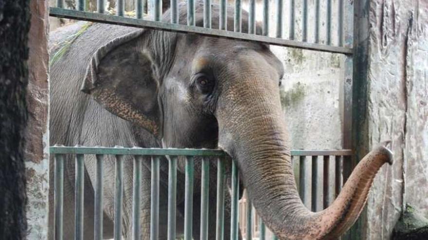 Mali vivía en soledad en un zoo de Tailandia desde 1977.