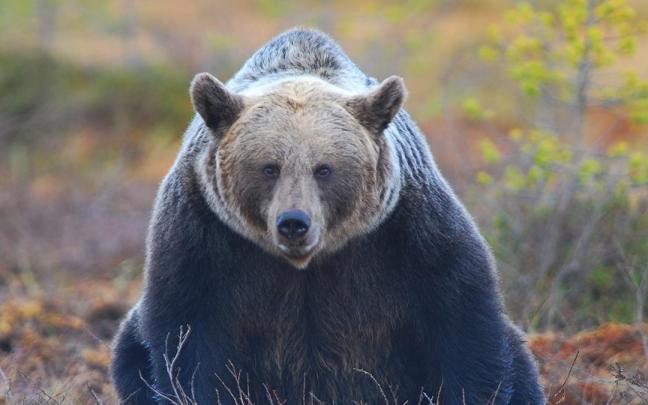 Imagen de archivo de un oso pardo.