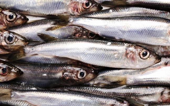 La disminución del tamaño de la anchoa podría ser un indicador de la respuesta a los cambios del clima. FREEPIK