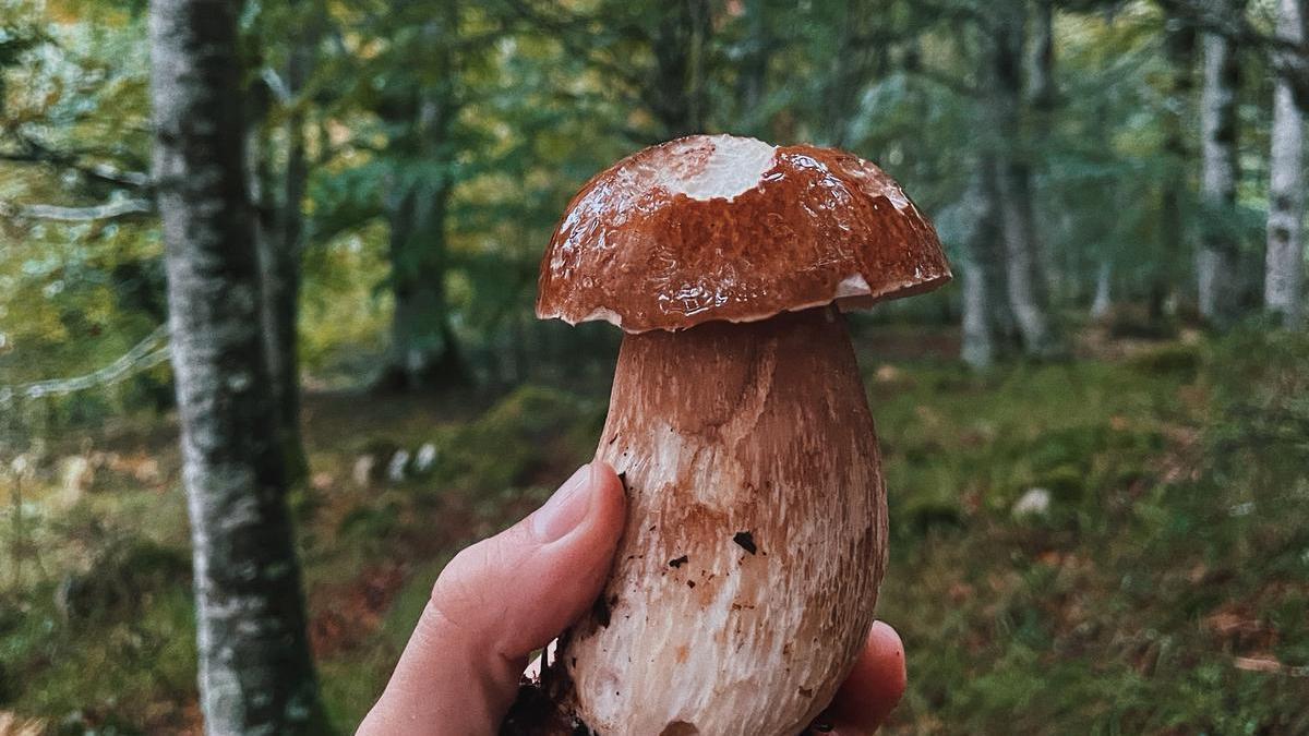 Un hongo encontrado en un bosque de hayas.