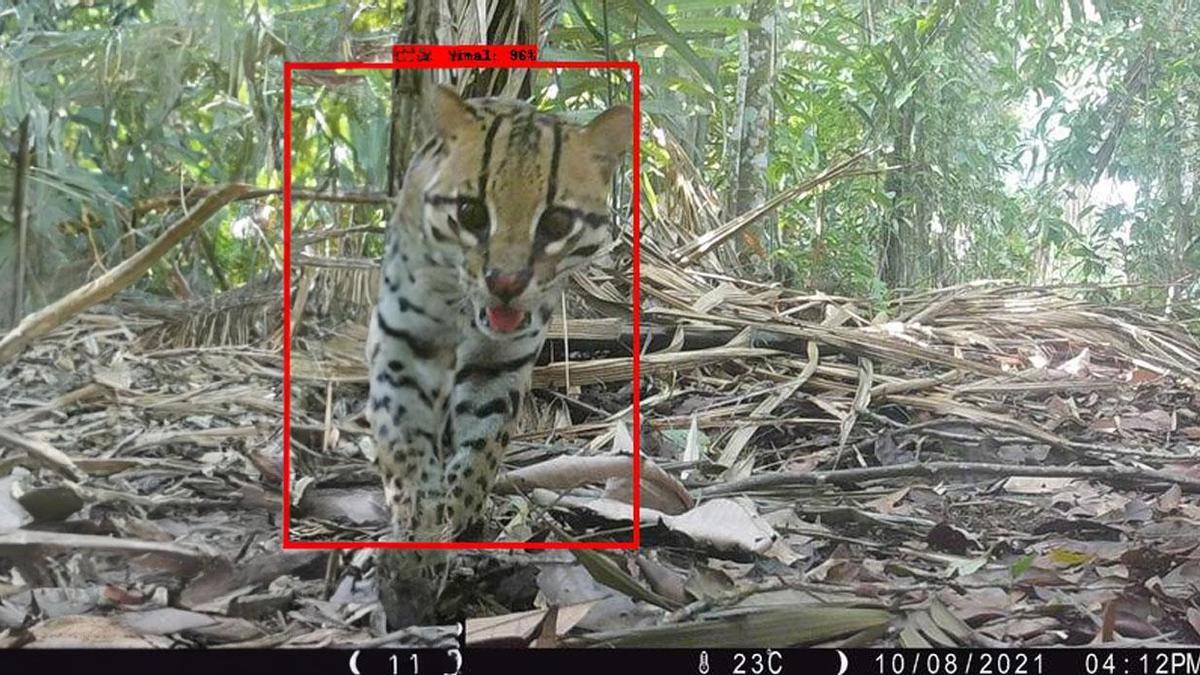 Sensores infrarrojos que capturan imágenes de los animales.