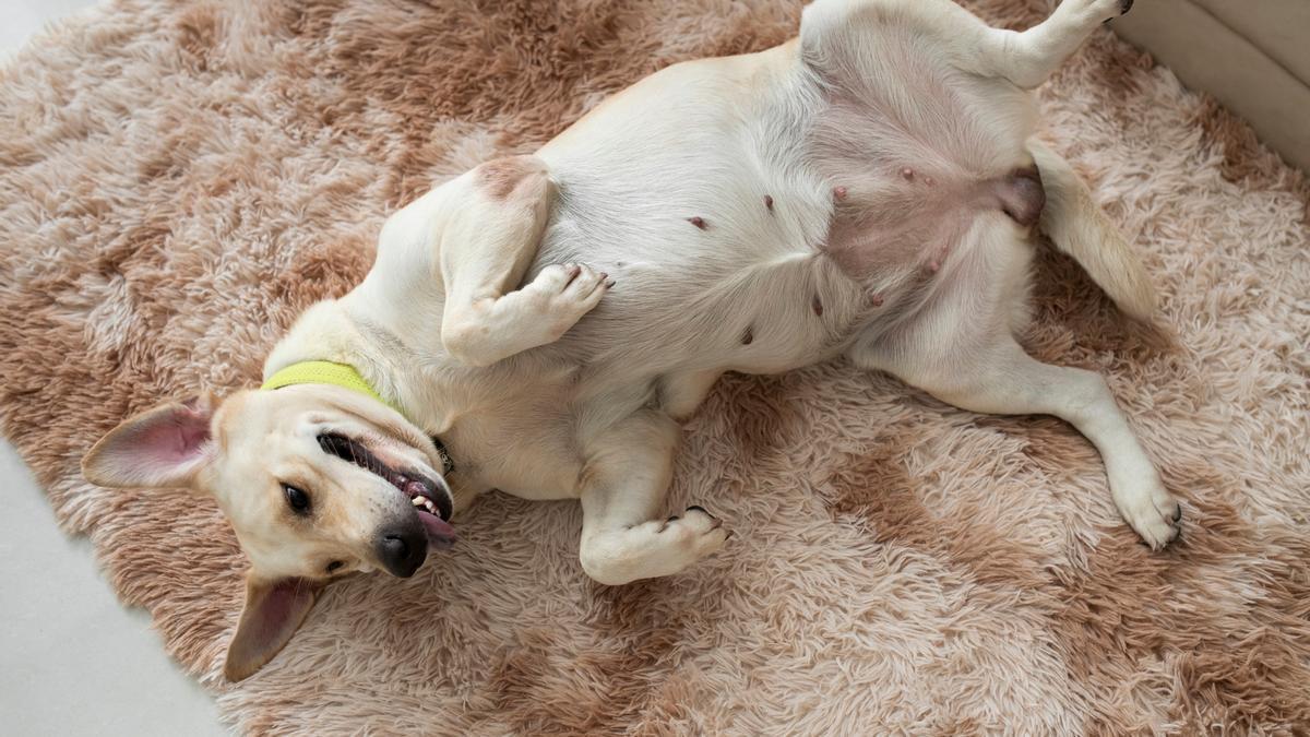 Una perra se relaja sobre su alfombra favorita. perra tumbada
