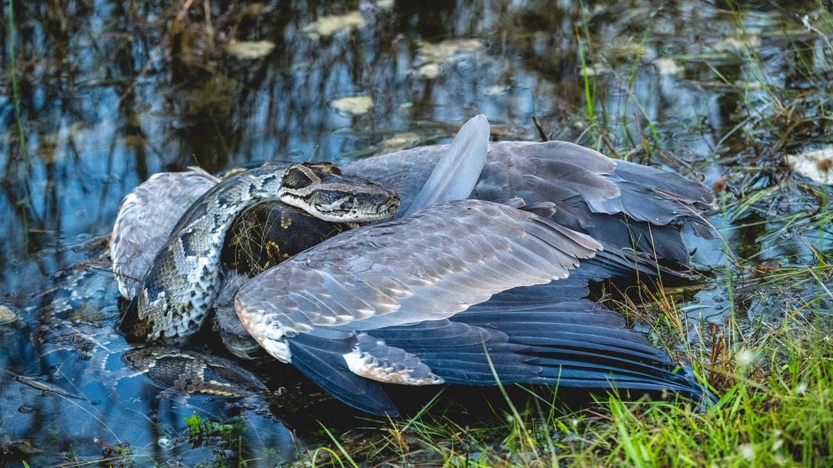 Una piton birmana devora una garza.