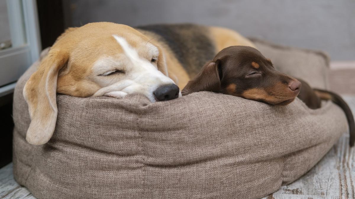 En ocasiones, los perros comparten su dormitorio con otros.