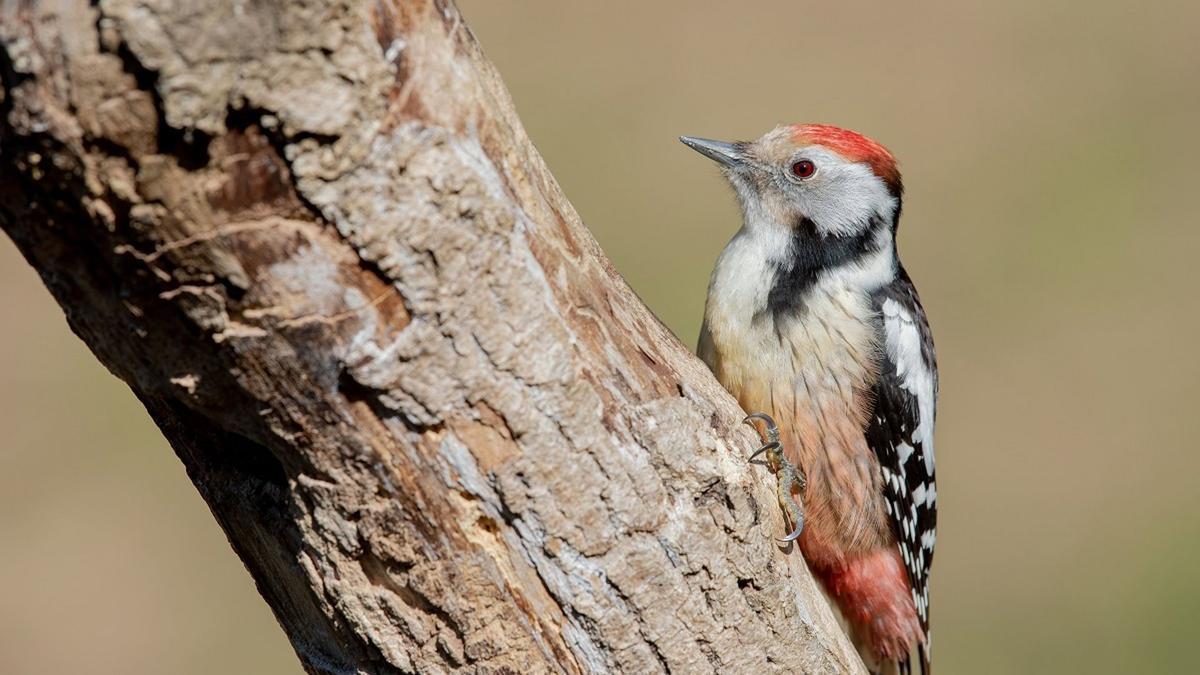 Izkiko Parke Naturalak Okil Ertainaren II. Jaialdia ospatuko du martxoaren 28an eta 29an.