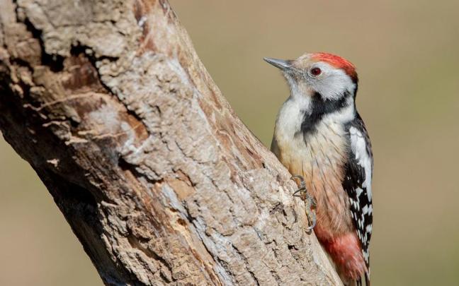 Izkiko Parke Naturalak Okil Ertainaren II. Jaialdia ospatuko du martxoaren 28an eta 29an.
