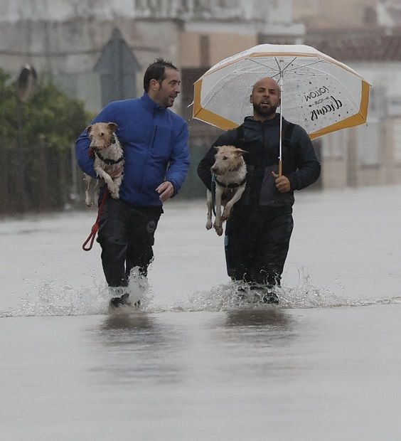 Dos hombres rescatan a dos perros.