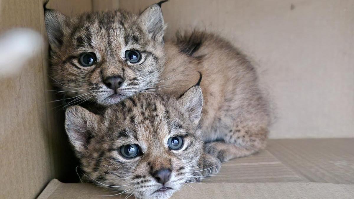 Dos cachorros de lince ibérico rescatados en Ciudad Real.