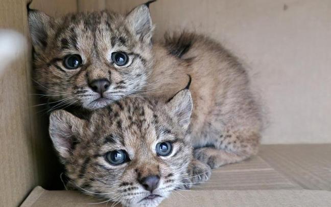 Dos cachorros de lince ibérico rescatados en Ciudad Real. / EFE Dos cachorros de lince ibérico rescatados en Ciudad Real.