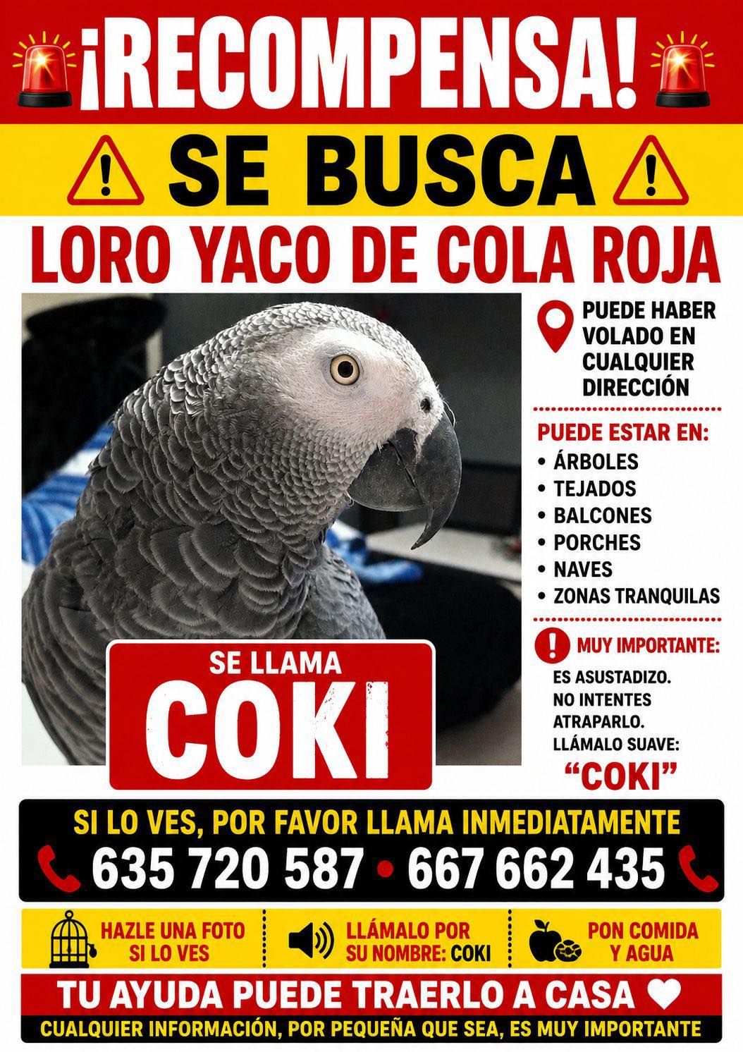Cartel sobre la búsqueda del loro Coki