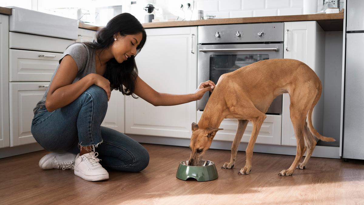 Los perros de pecho profundo son proclives a tener problemas si hace ejercicio tras haber comido poco antes.
