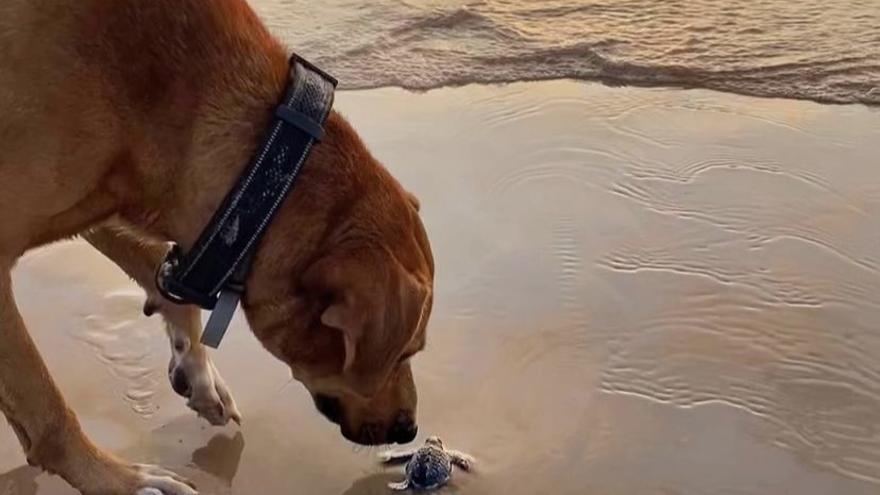 Solovino en la playa con tortugas.