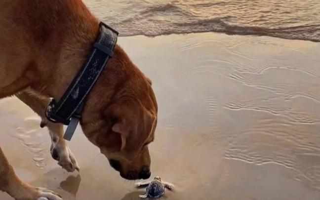 Solovino en la playa con tortugas. / @Solovino_dog Solovino en la playa con tortugas.