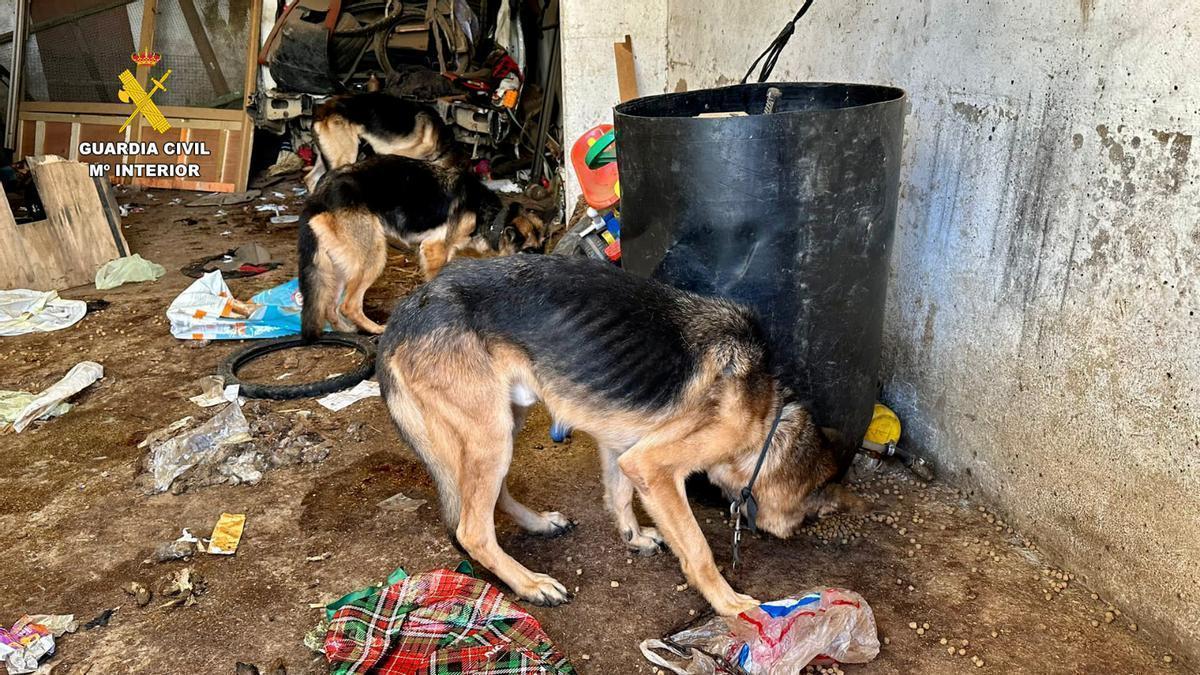 Imagen de los perros malnutridos