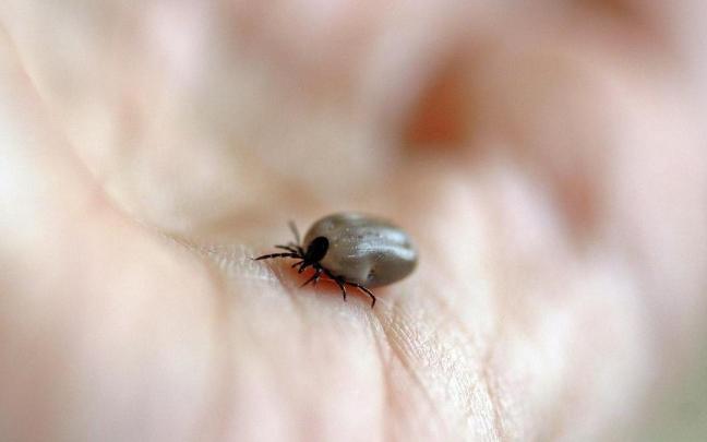 La plaga de garrapatas se ha convertido en una de las más peligrosas del territorio español. La plaga de garrapatas se ha convertido en una de las más peligrosas del territorio español.