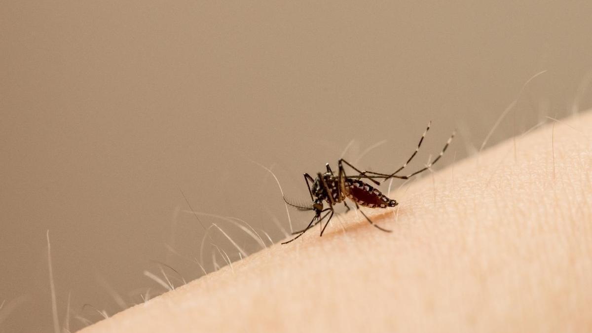 El mosquito Aedes Aegypti, transmisor de los virus chikungunya y dengue