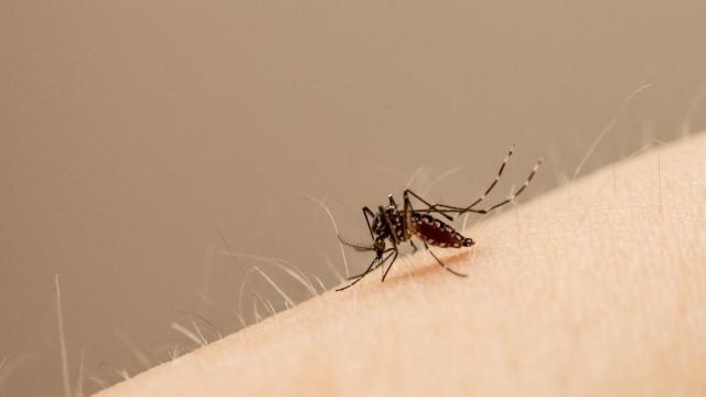 El mosquito Aedes Aegypti, transmisor de los virus chikungunya y dengue