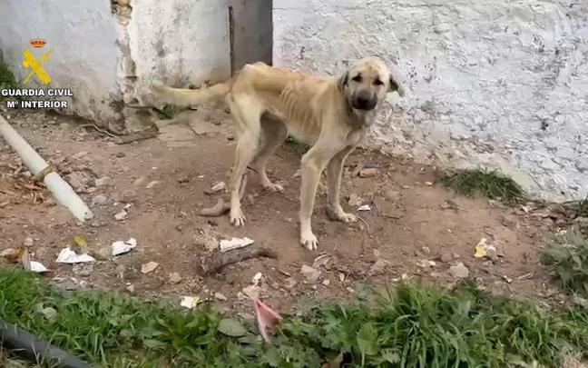 Imagen de archivo de un perro rescatado en un operativo policial.
