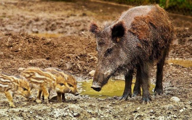 Jabalí con sus crías.