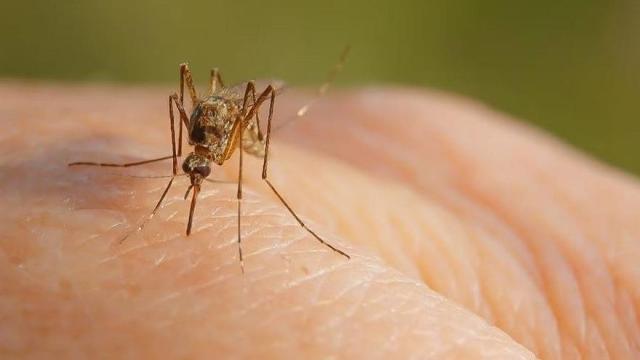 Un mosquito tigre sobre una mano humana
