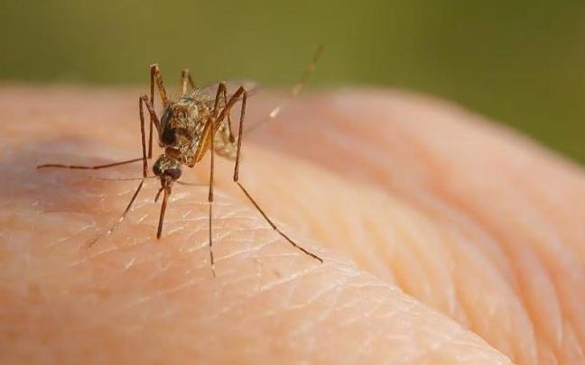 Un mosquito tigre sobre una mano humana