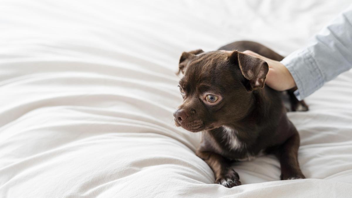 Mano de su dueño acaricia a un perro pequeño tumbado encima de la cama.
