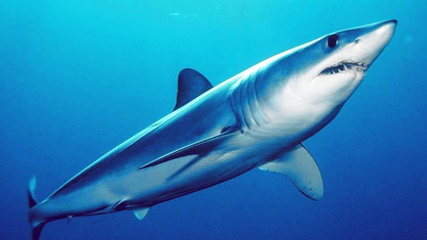 Tiburón marrajo dientuso
