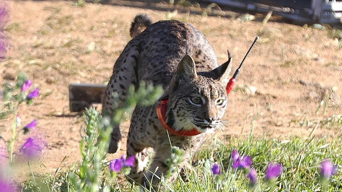 Un ejemplar de lince ibérico en el Parque Natural de Sierra Morena.